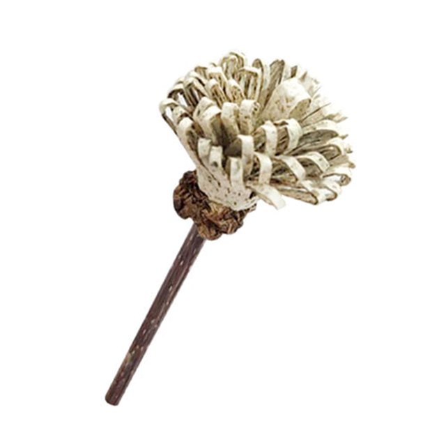 캣완트 캣닢종이 히아신스