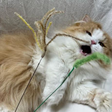 캐티맨 억새풀 대 (50cm) 1P